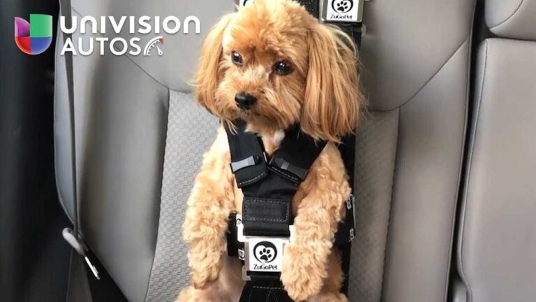 Cuida a tu mascota: Descubre los sistemas de seguridad para perros en tu coche